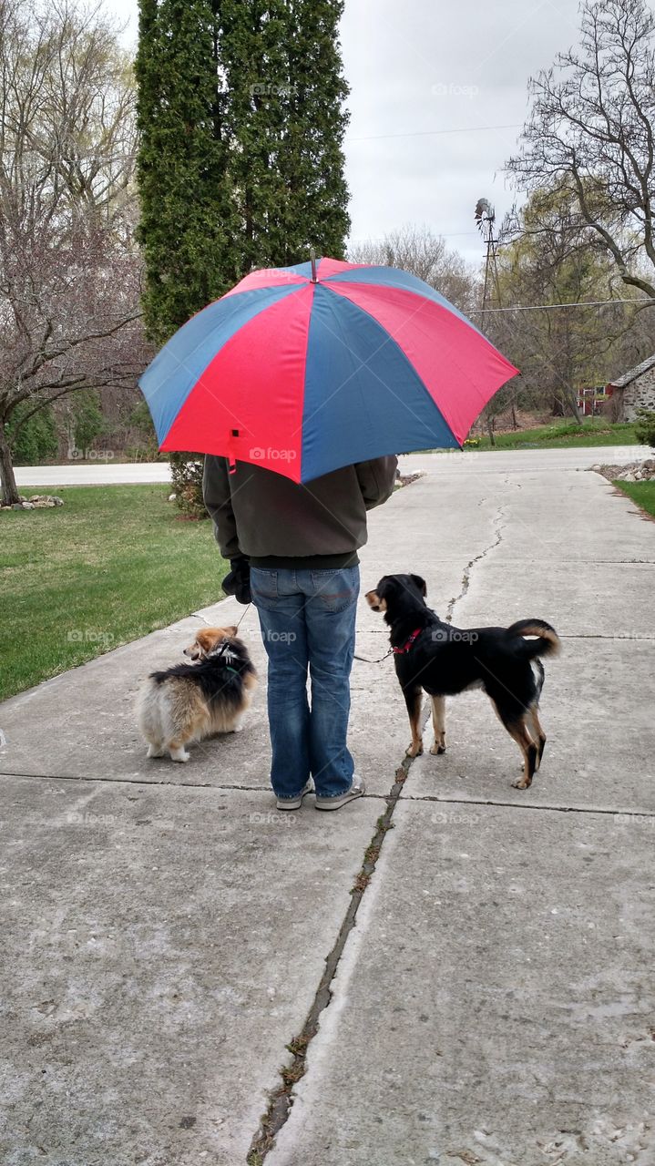 dog walking in drizzle