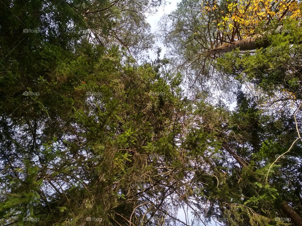 Верхушки сосен