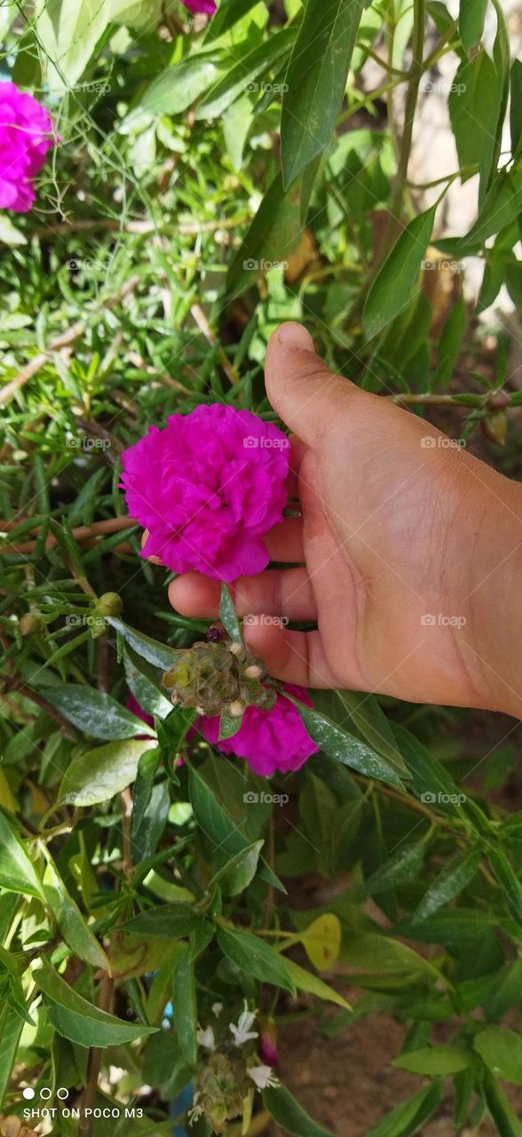 a small hand holding a beautiful flower