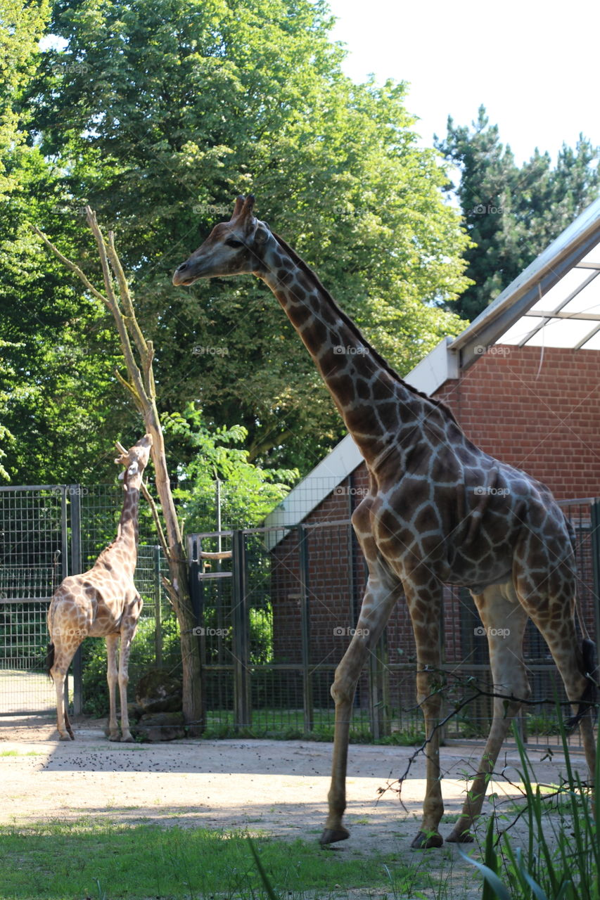 Giraffens