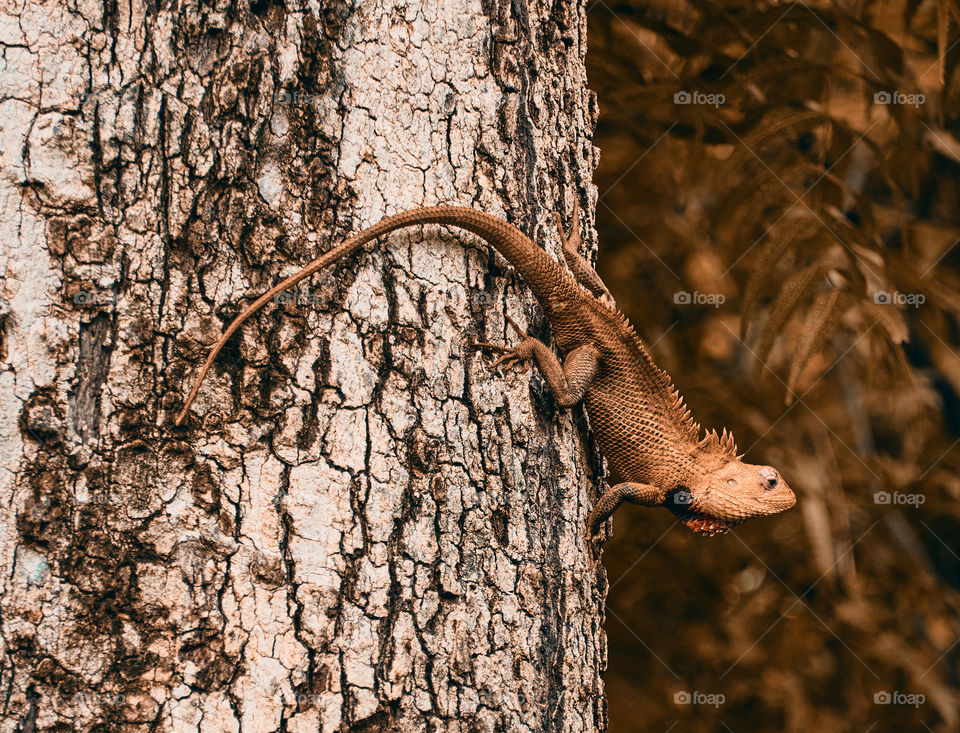 Oriental lizard  - tree  - natural beauty