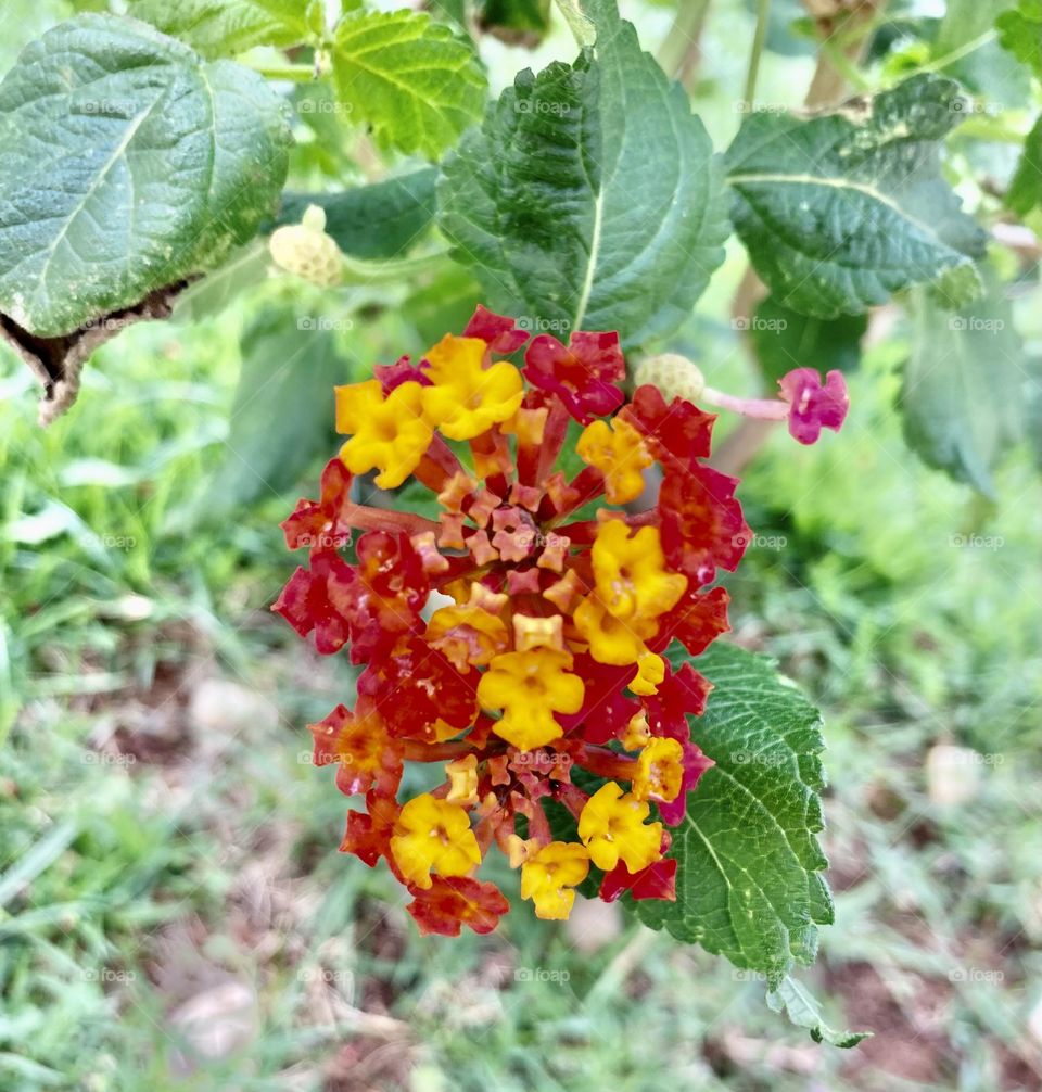 🌹 🇺🇸 Very beautiful flowers to brighten our day.  Live nature and its beauty. Did you like the delicate petals? / 🇧🇷 Flores muito bonitas para alegrar nosso dia. Viva a natureza e sua beleza. Gostaram das pétalas delicadas? 