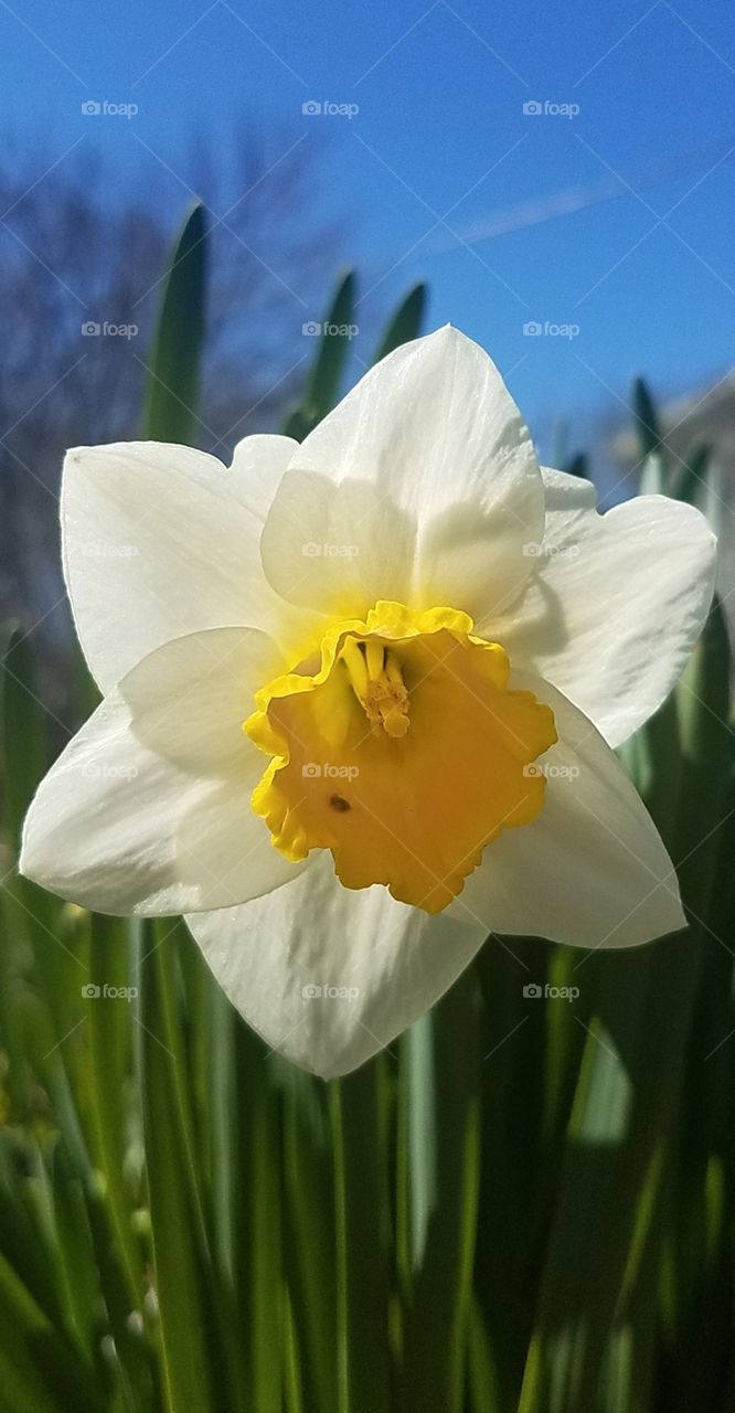 Daffodils