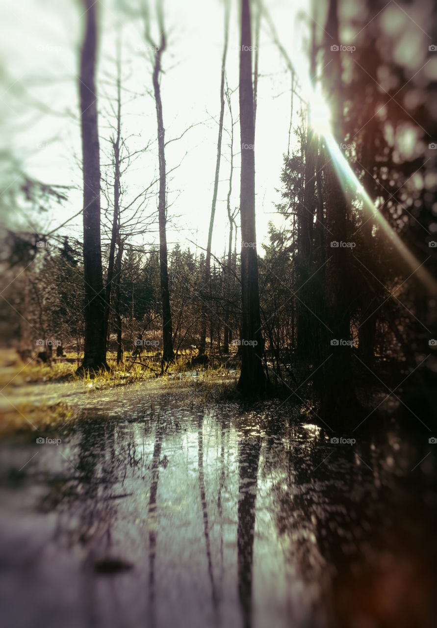 Dark wood swamp