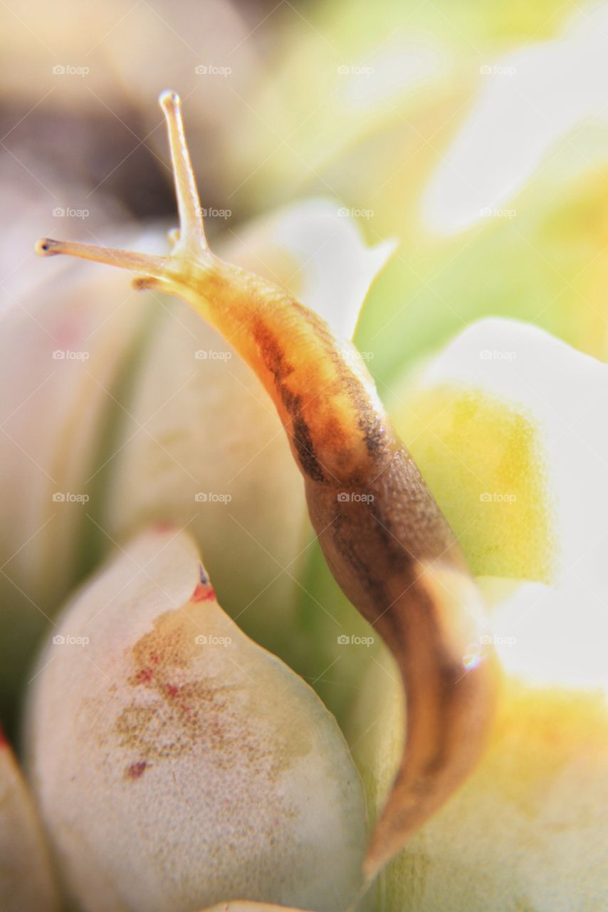 Baby Slug enjoying the morning sun over a succulent