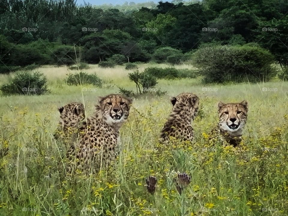 four cheethas in the grassland looking out for prey.