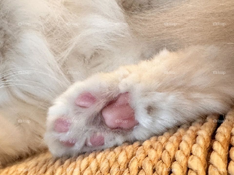 Pink paws