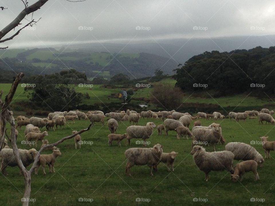 Grazing sheep Australia Meadow overcast day. Grazing sheep Australia Meadow overcast day