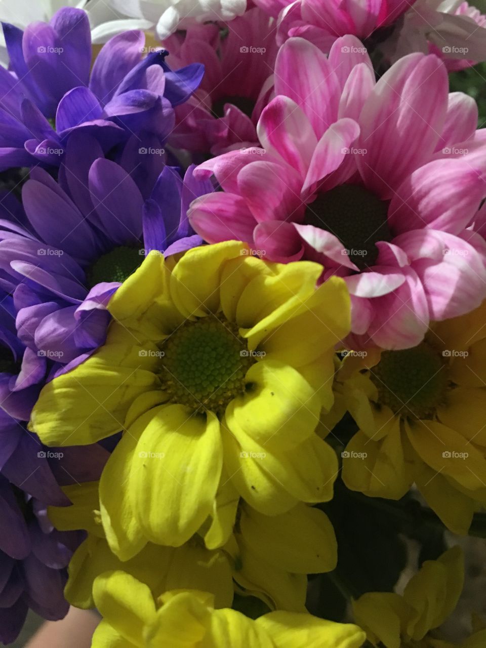 Colourful spring flowers 