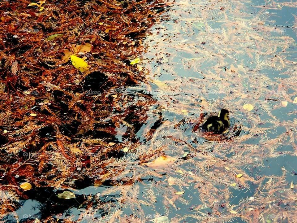 Lonely Duckling