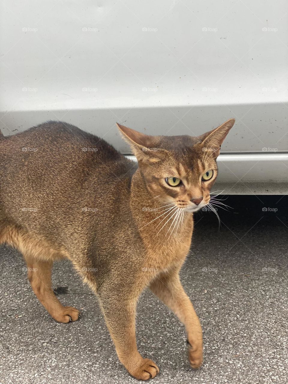 an unusual coloring golden cat with big eyes, ears and a serious look.  frightened animal, cat cat.  pet cat