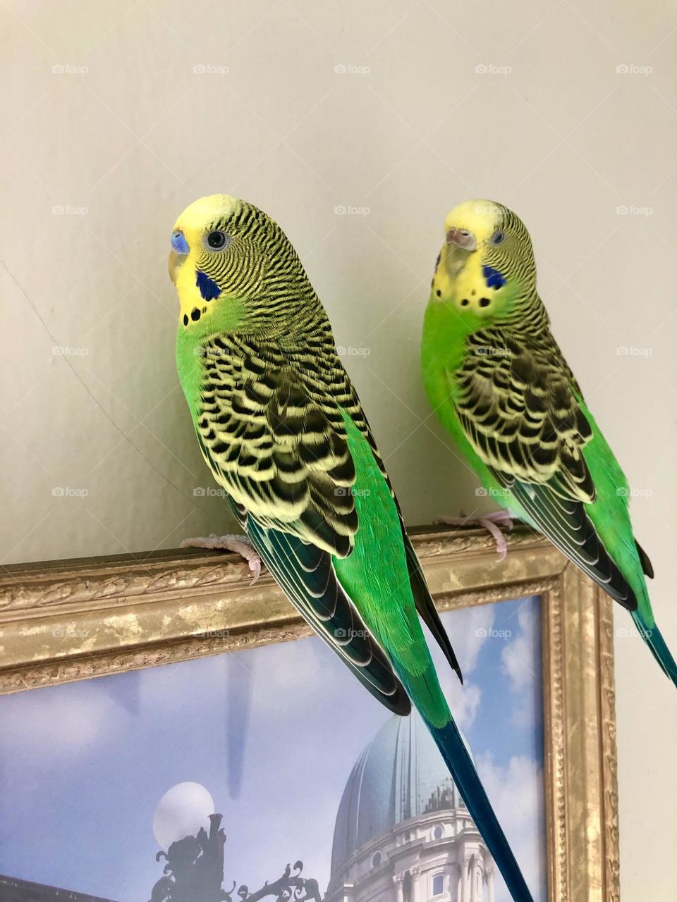 So happy together Kiwi and Coco my birds 