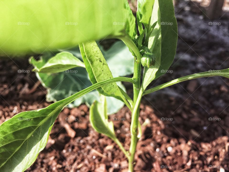 Little formation of a bell pepper peeking out 
