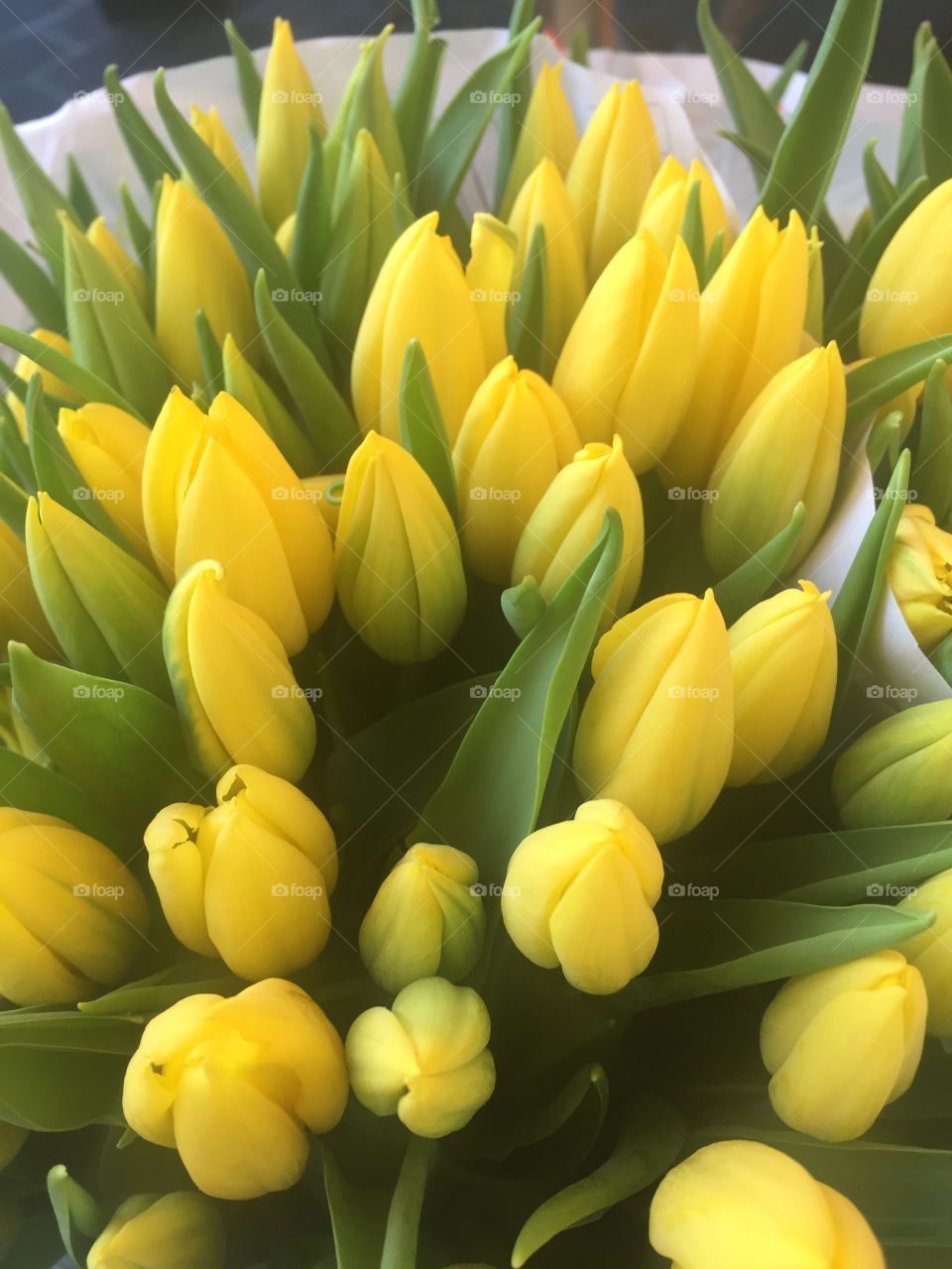 Tulips 