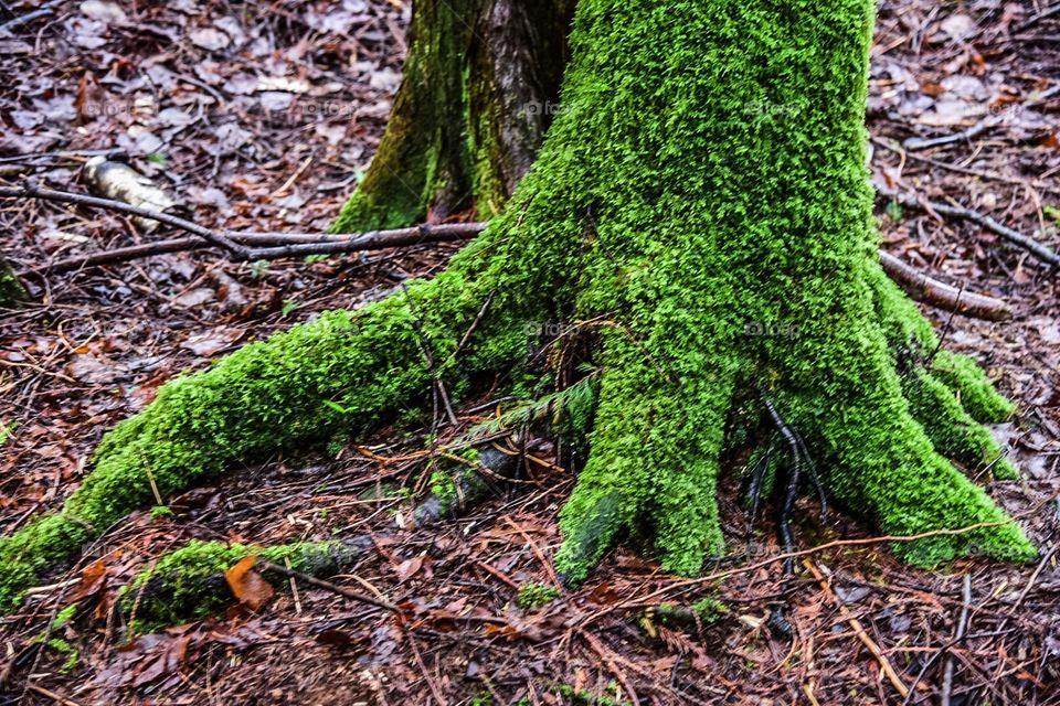 Mossy roots in the forest 