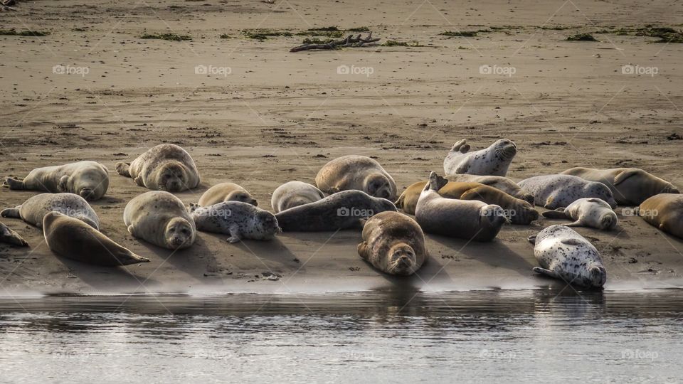 Seals on the riverbank