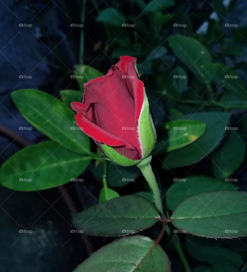 ROSES 🌹🌹