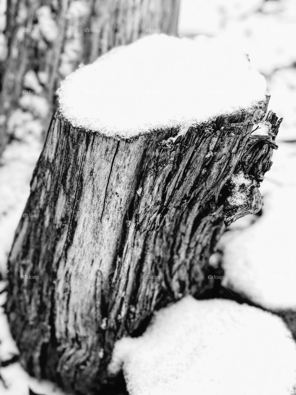 Monochromatic Snow Covered Log Tree Stump