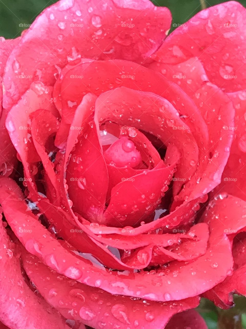 Wet petals of a rose