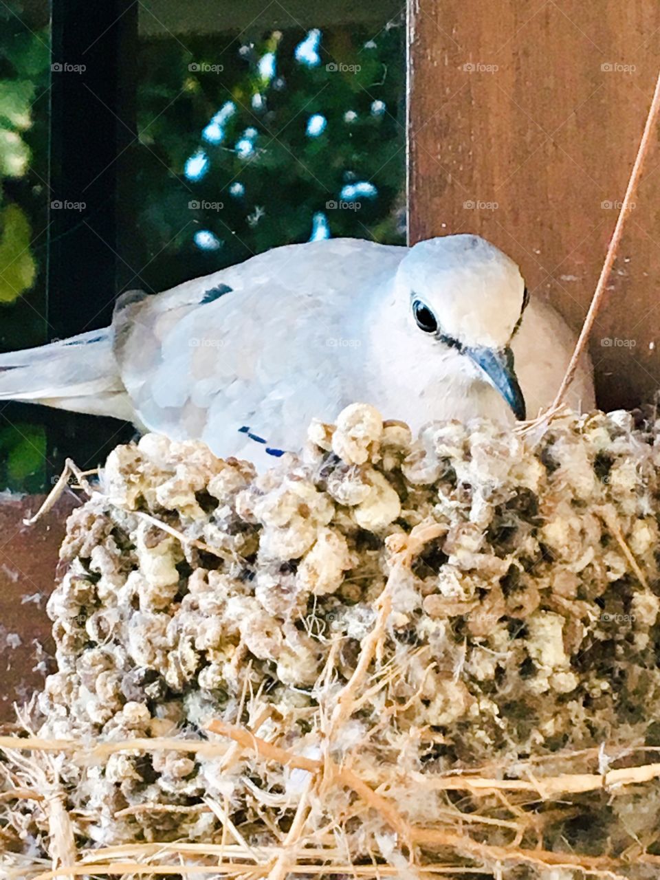 And it was at the window that she chose to make her home/nest.