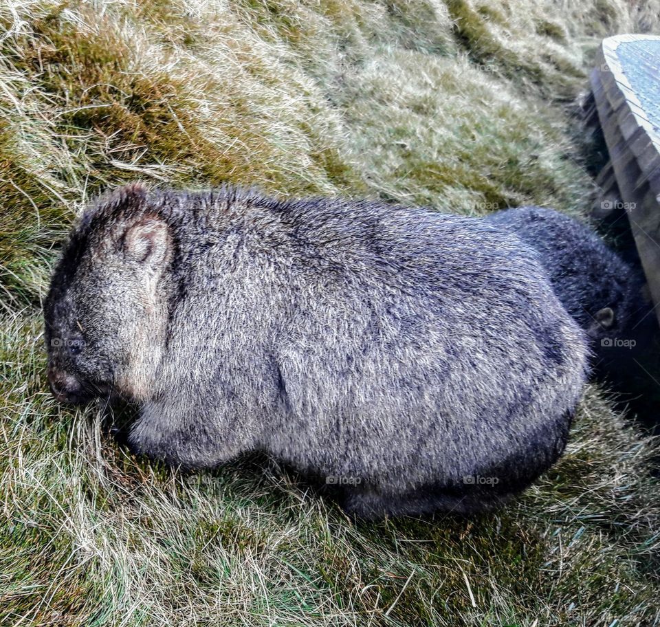 Ronney Creek wombat