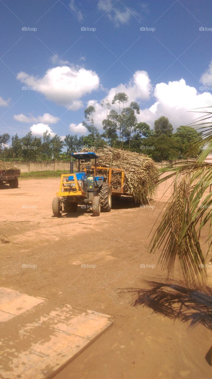 Transportation of sugarcane to the factory for processing. It's done using Newholland ford tractors. It's Africa.