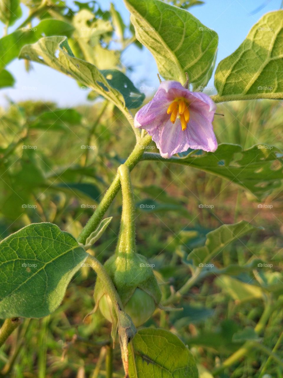 The flowers and fruits of eggplant