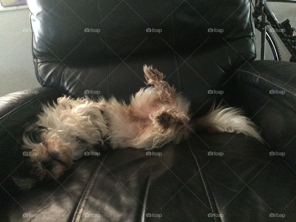 Dog relaxing on the couch 