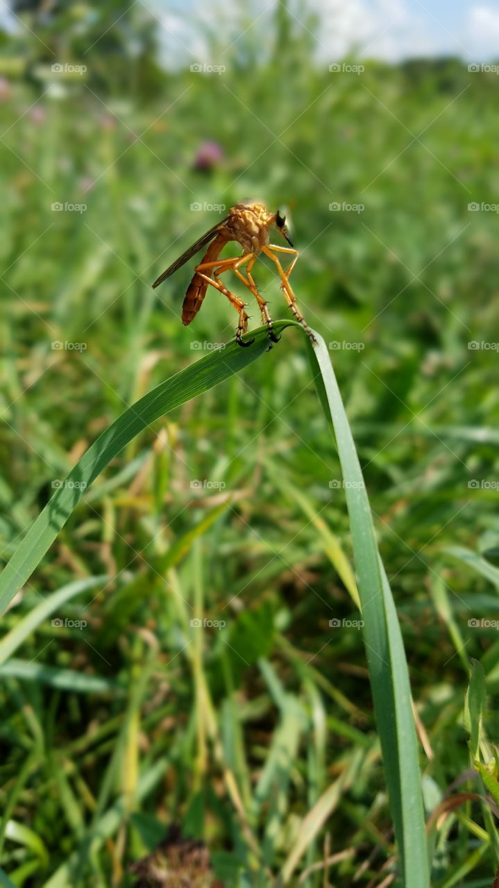 Nature, Insect, Grass, Wildlife, Summer