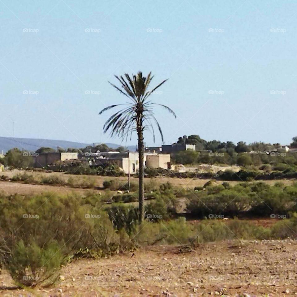 Beautiful landscape and nice Palm tree