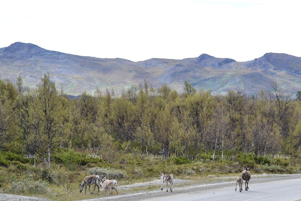 Beautiful landscape with reindeers and moutains