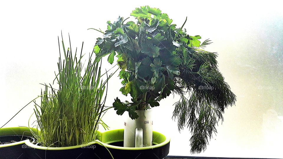 green fresh herbs at home