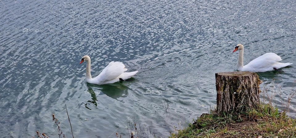 Beautiful swans in the swim around the lake passing by the stump on the coast near by