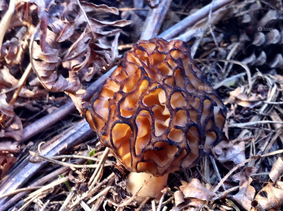 Morel Mushroom