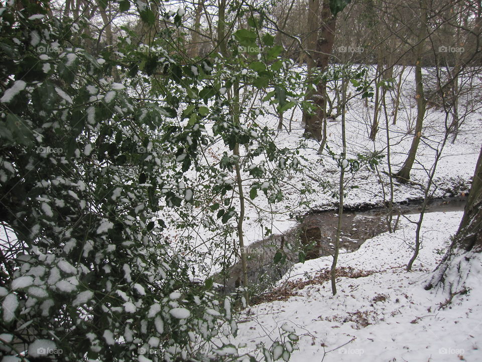 Winter Woodland