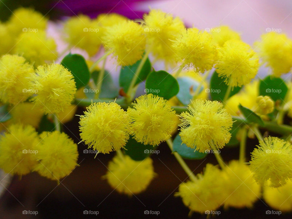 yellow flower leaves leaf by kshapley