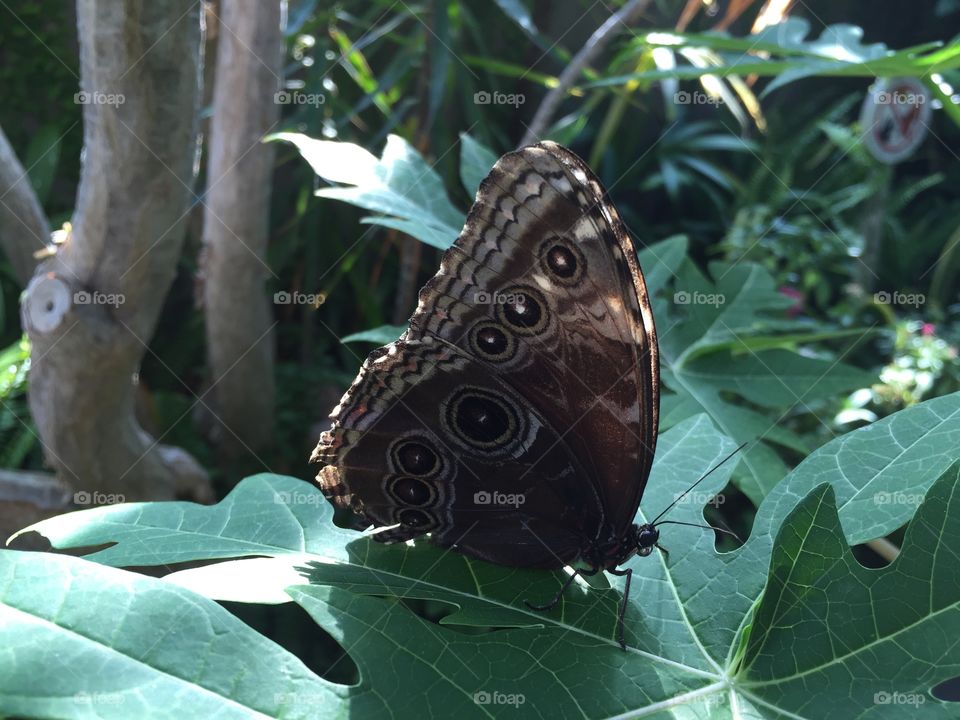 Beautiful patterns on a butterfly