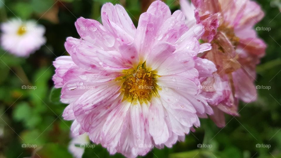 Pink flower in rain drop of water closeup