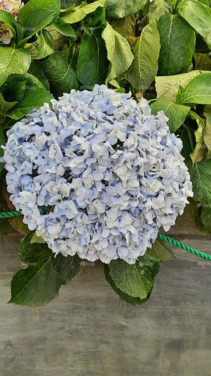 Nature create beautiful flowers