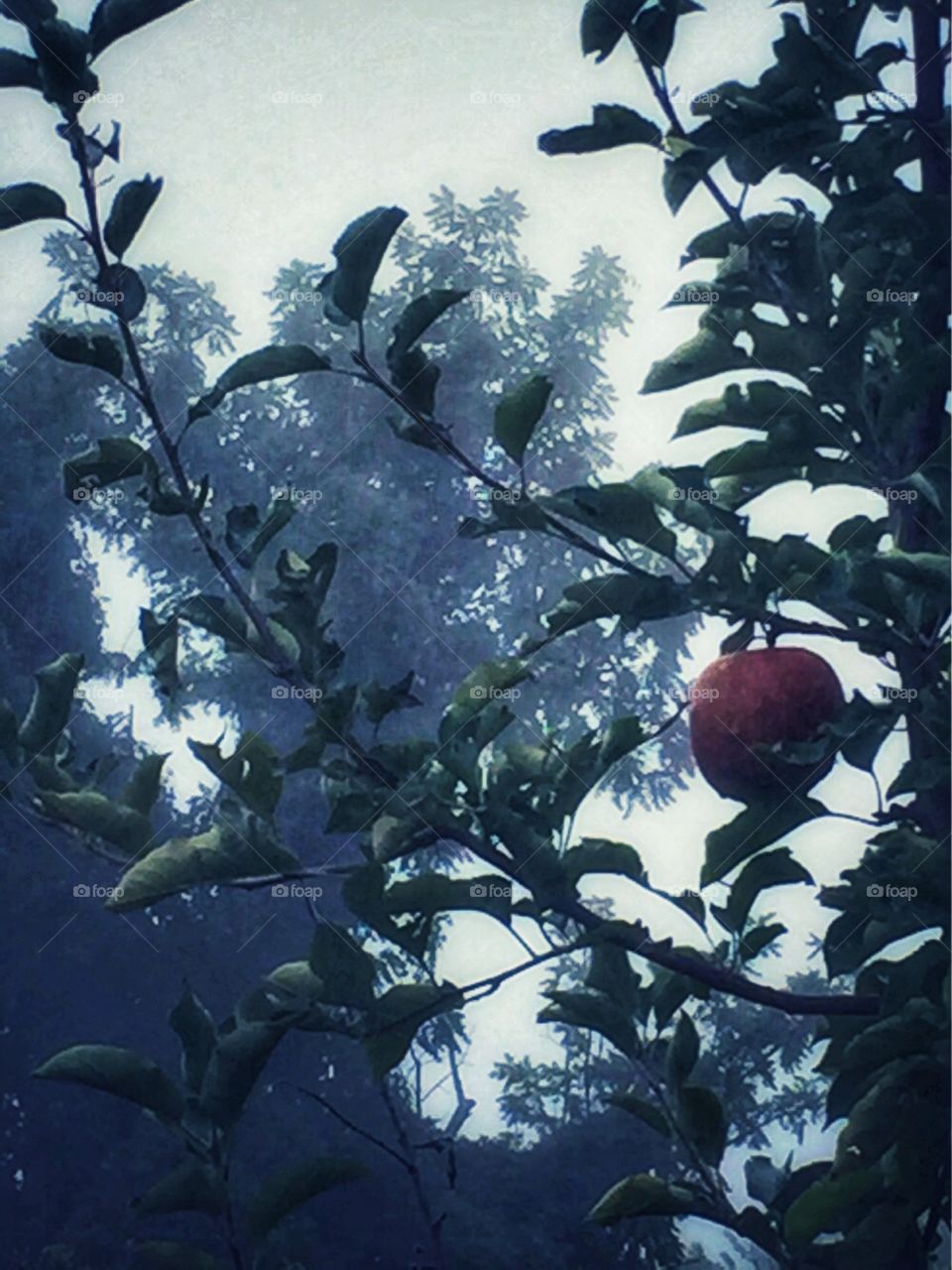 Solitary Apple