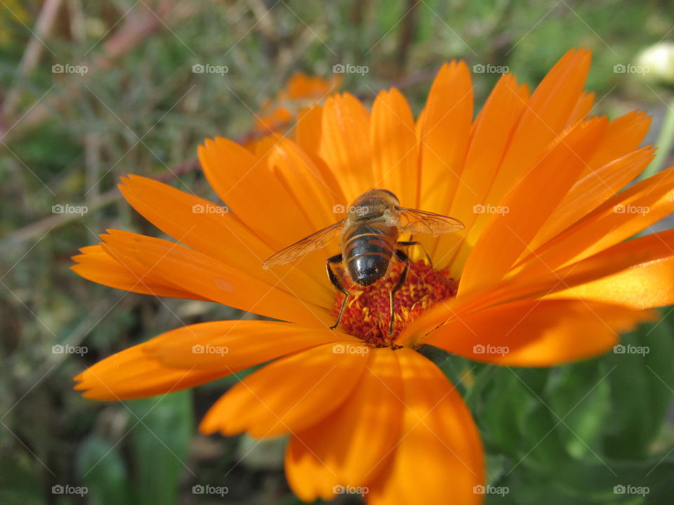 autumn kiss after a hot summer, a bee flies collects nectar, winter is coming winter