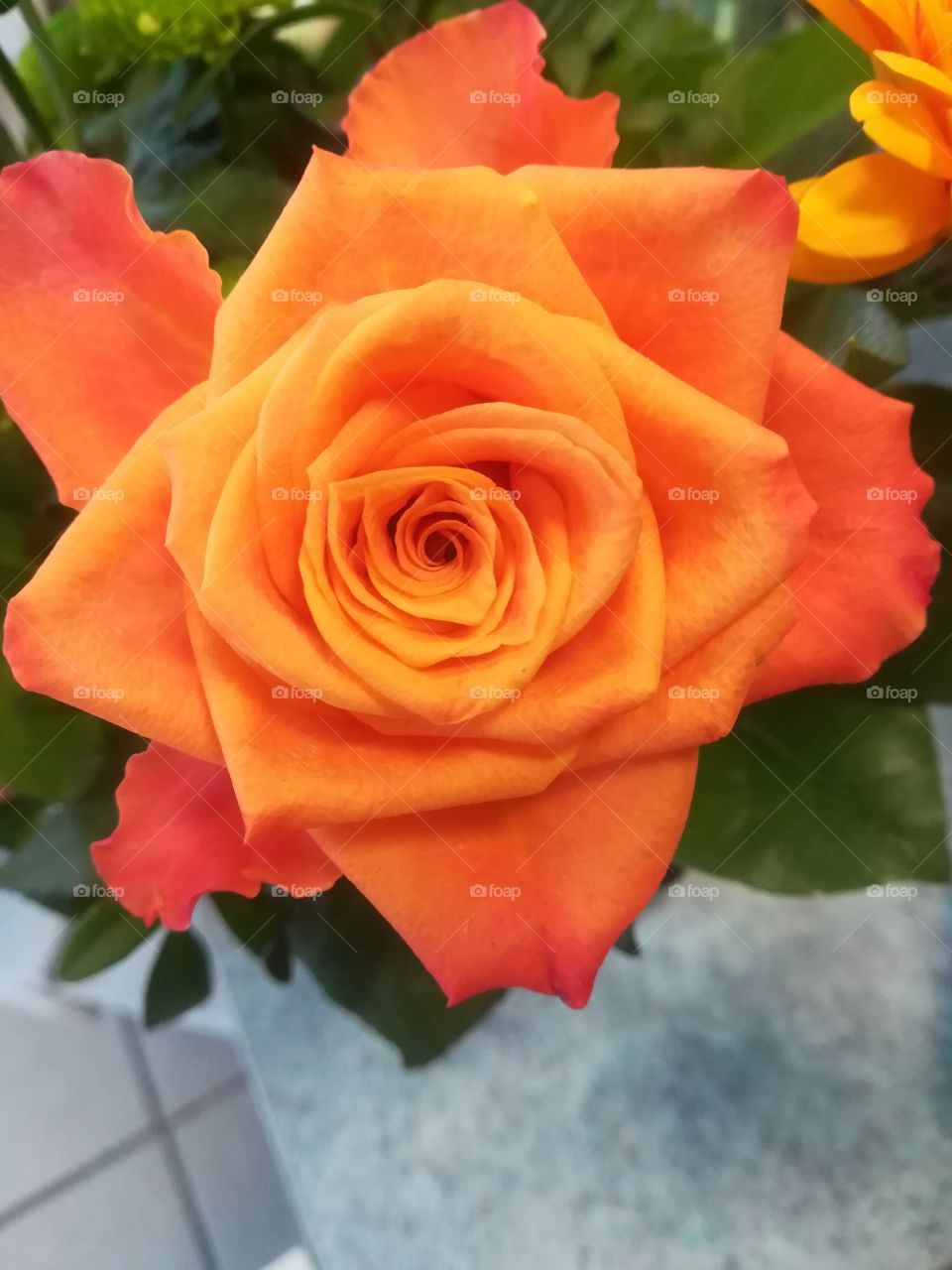 Rose orange Blume
