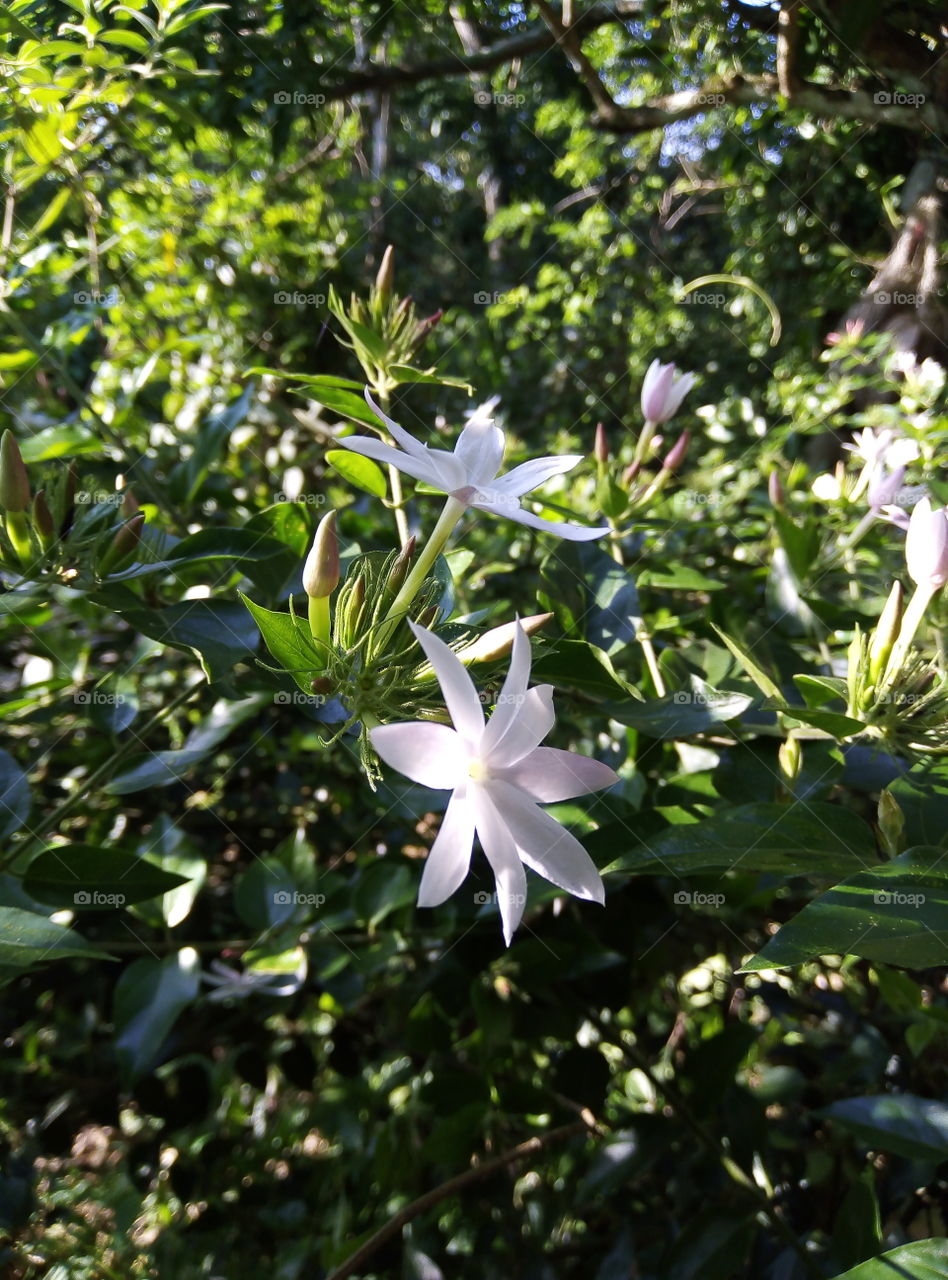 Morning jesmin flower