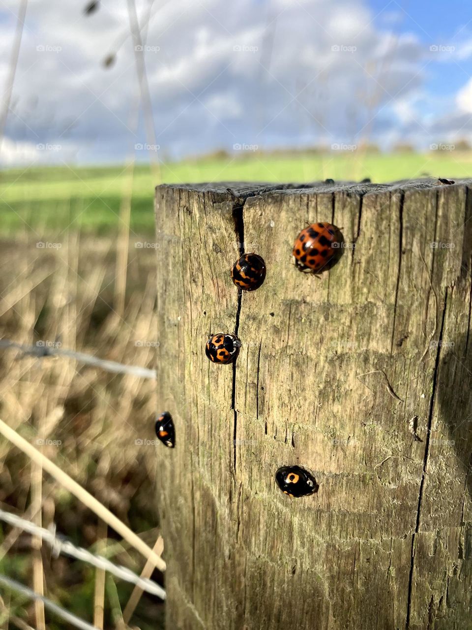 Out walking today and noticed lots of ladybirds on fence posts bordering a farmers field ?!?! 🐞