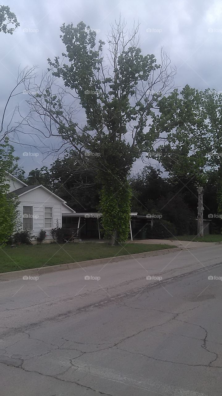 hairy pine tree. this tree needs a good shave