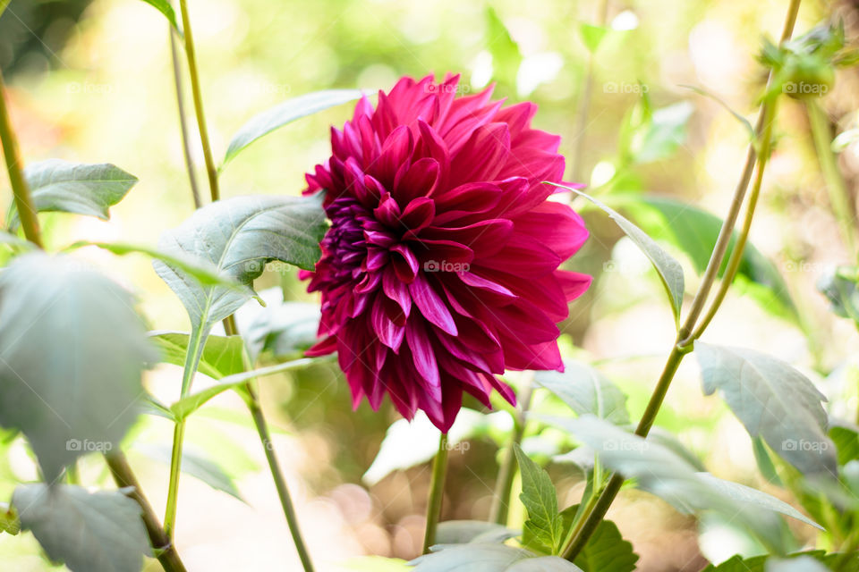 A red Dahlia flower (A member of Asteraceae or Compositae dicotyledonous), a genus of bushy, tuberous, herbaceous perennial plants, related to species of sunflower, daisy, chrysanthemum, and zinnia.