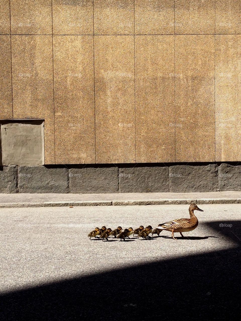 Cityducks on a walk