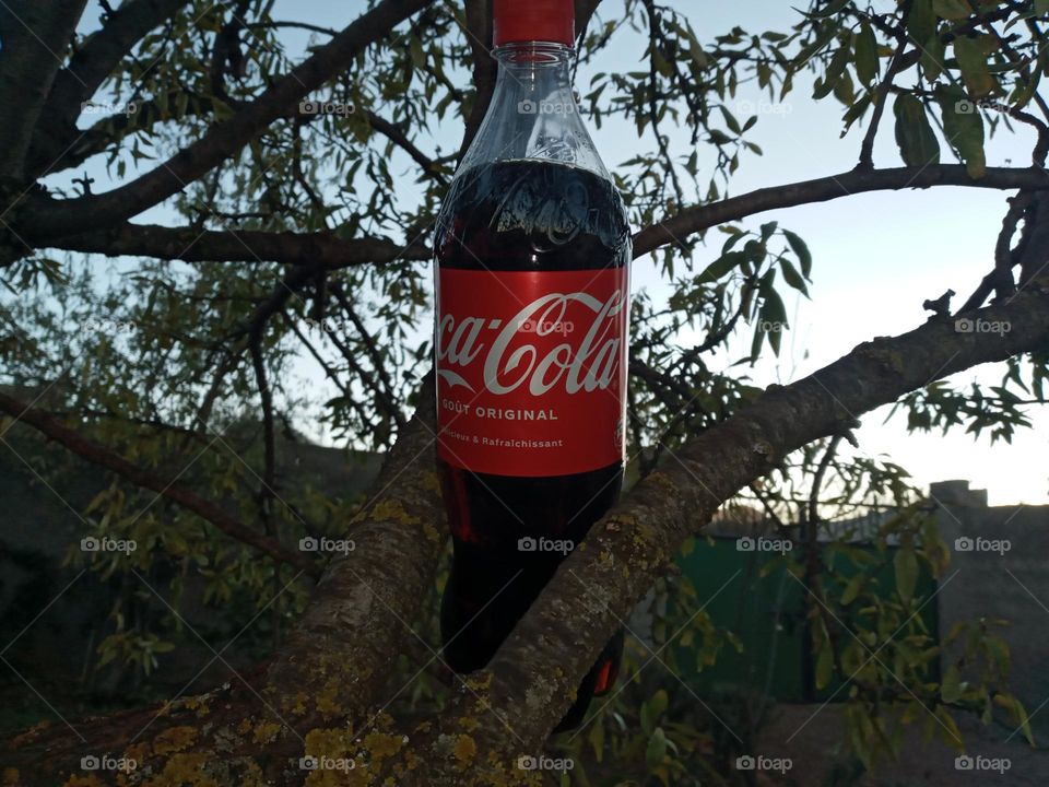Portrait : bottle of coca cola