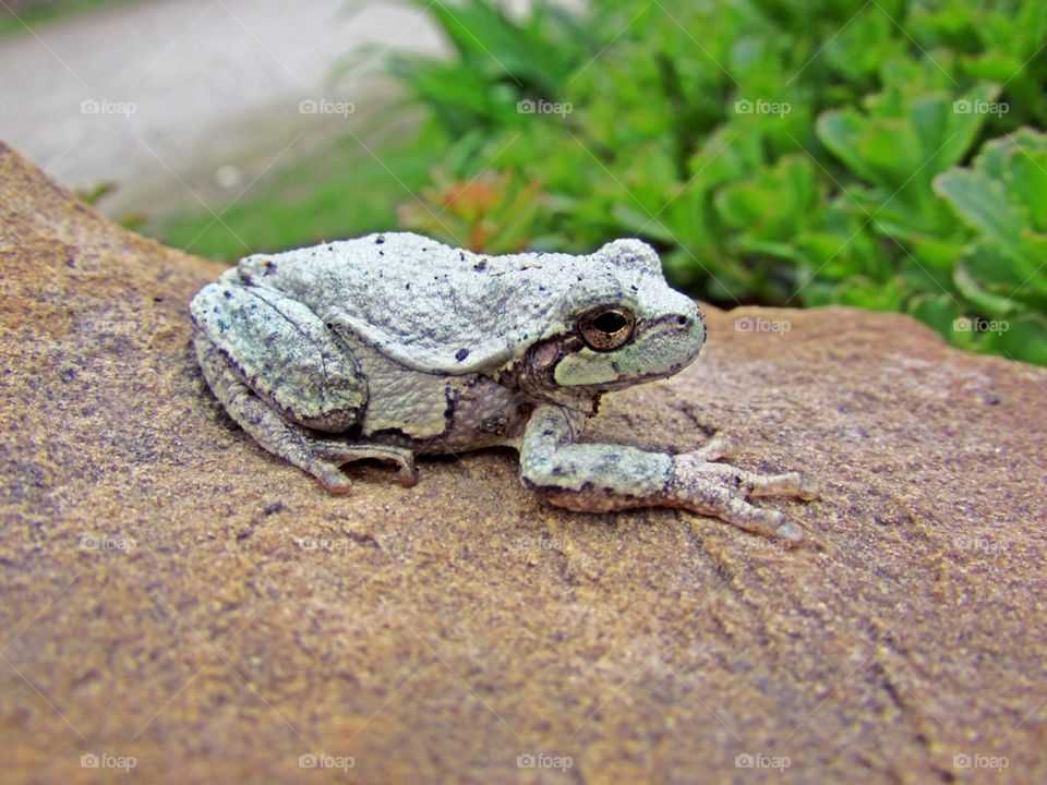 Froggy photo shoot