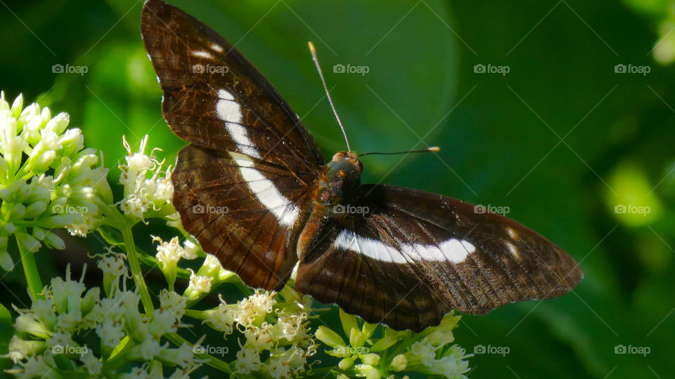 White Admiral is widespread in southern England, extending just into Wales and nortwards